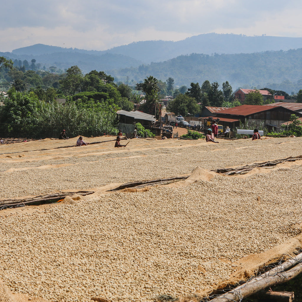 Arsosala · Washed Heirloom · Ethiopia