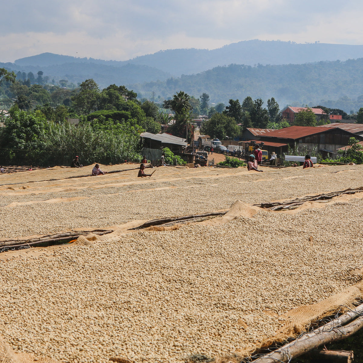 Arsosala · Washed Heirloom · Ethiopia