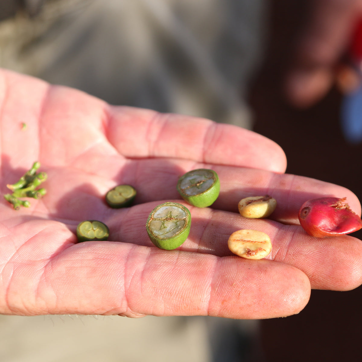 Gatuya AA · Washed · Batian, SL28, SL34, Ruiru 11 · Kenya