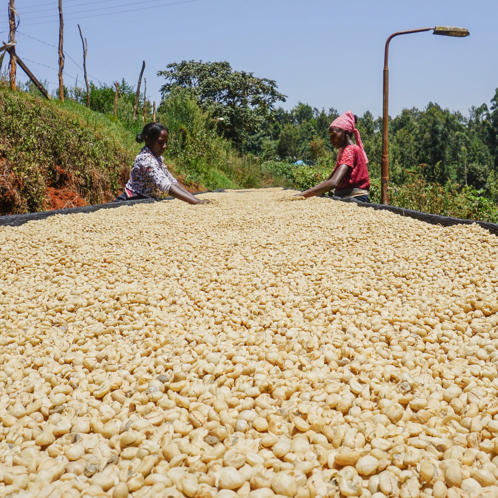 Gathaithi PB · Washed Batian, SL28, SL34, Ruiru 11 · Kenya