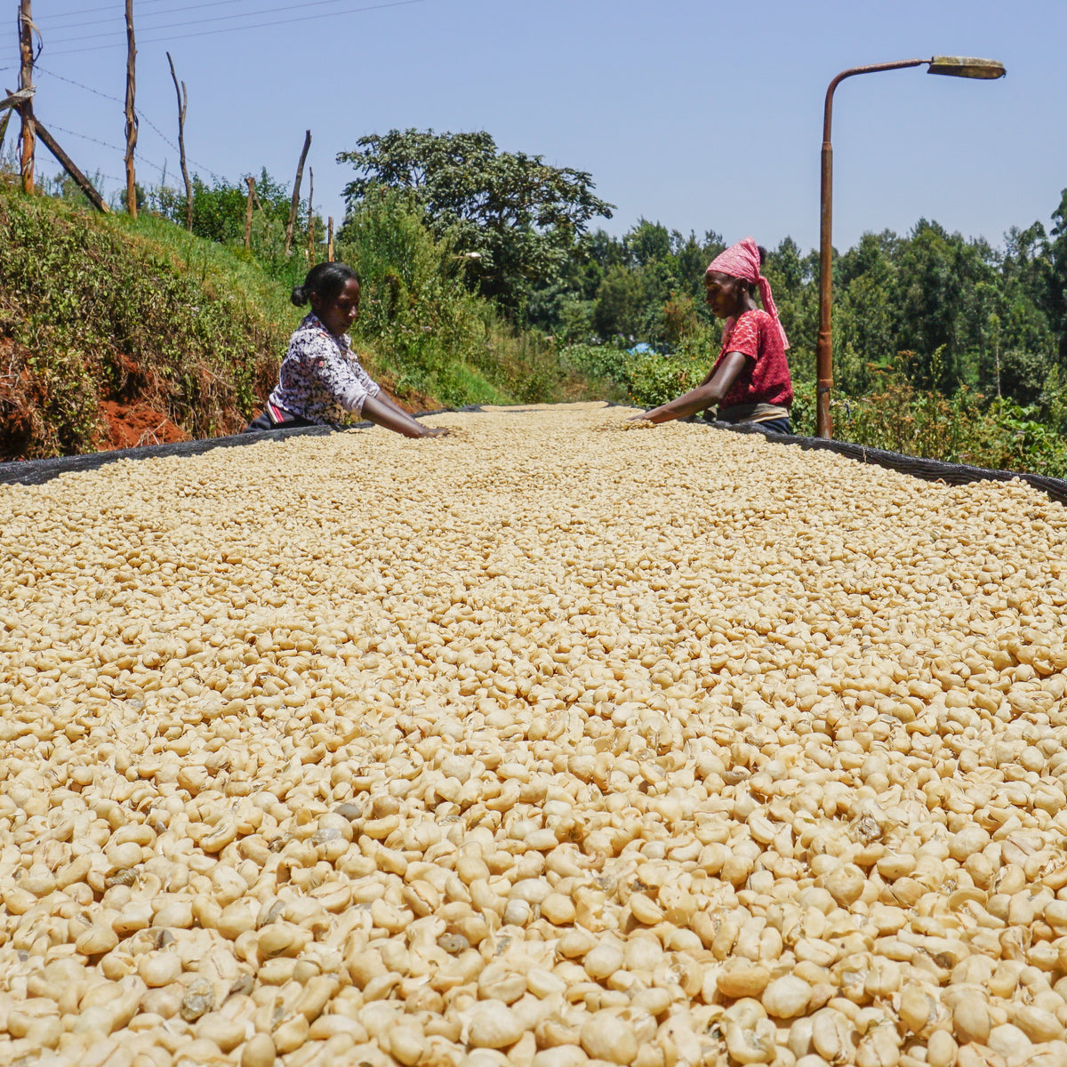 Gathaithi PB · Washed Batian, SL28, SL34, Ruiru 11 · Kenya